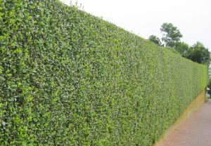 Hedge Trimming